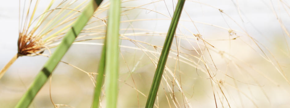 Raum für Yoga Iserbrook, Yogamatten im Yogaraum im Sonnenlicht, Detail 2
