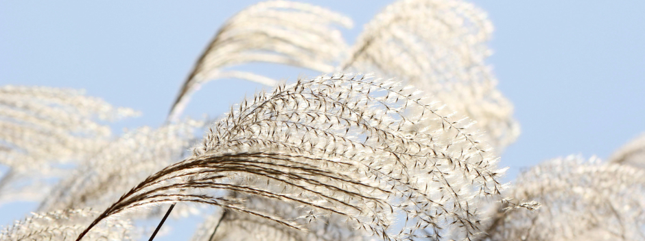 Raum für Yoga Iserbrook, Yogamatten im Yogaraum im Sonnenlicht, Detail 2